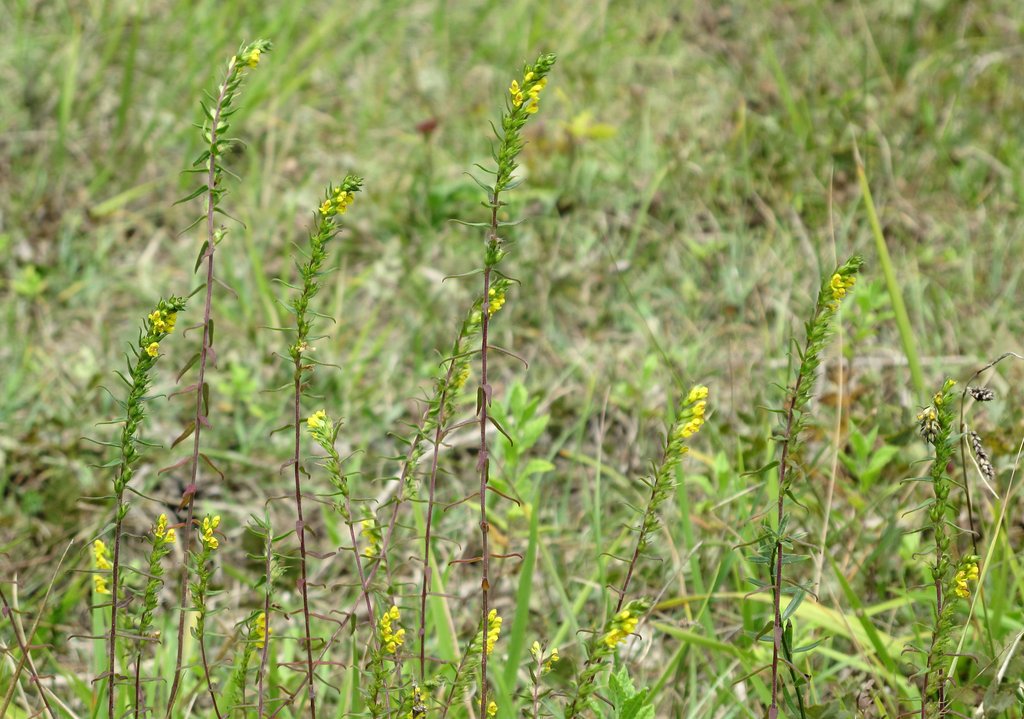 Odontites jaubertianus